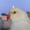 zee