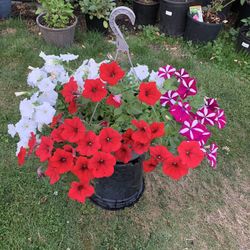 Outdoor Plant 