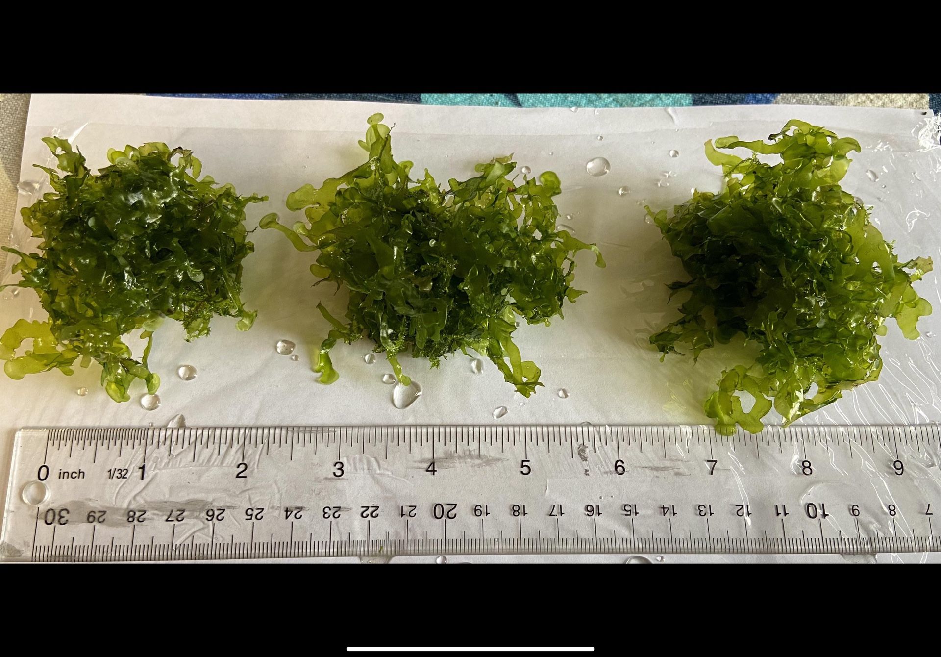 Subwassertang Moss Aquarium Plant For Your Fish Tank