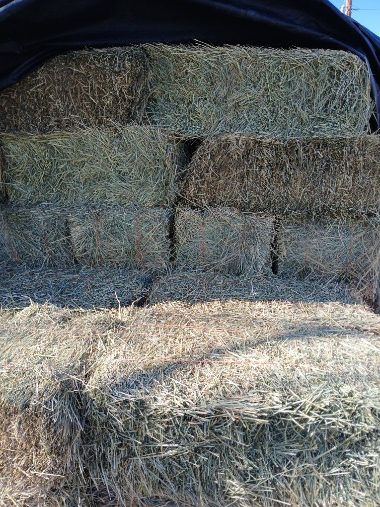 Mix Grass Broam  Horse/ Cow Hay