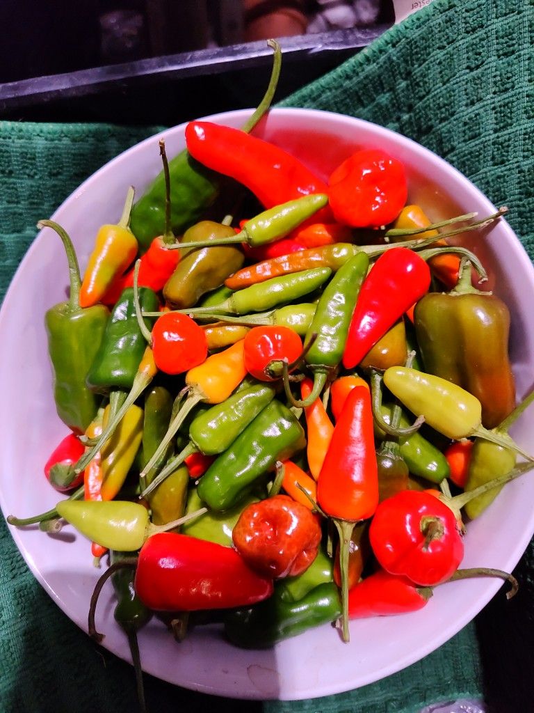 Pepper