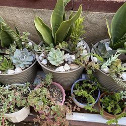 Potted Succulents 