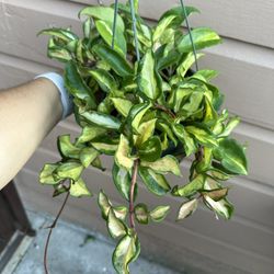6” Hoya Exotica Tricolor