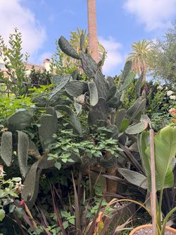 Statement Extra Large Fruiting Prickly Pear Cactus in CB2 concrete rectangular planter