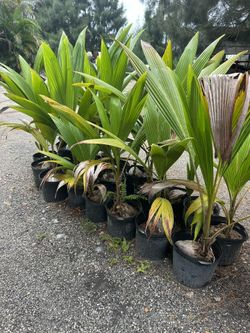 Coconuts