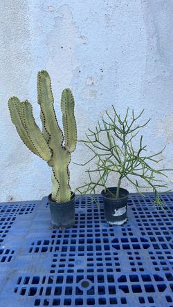 Cactus