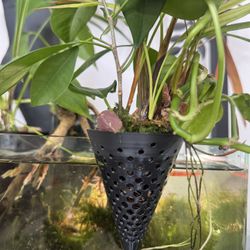 Aquarium Planter Holders 