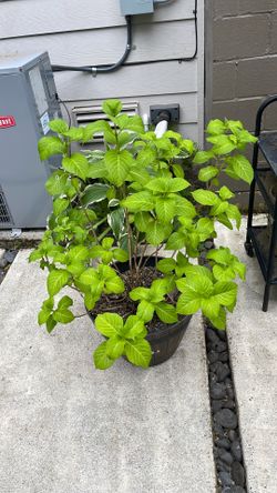 Potted hydrangeas 3