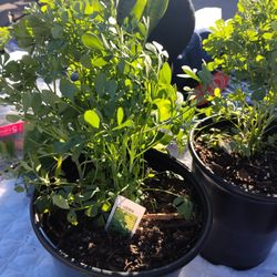 Ruda Chica $17  Nice Plant 