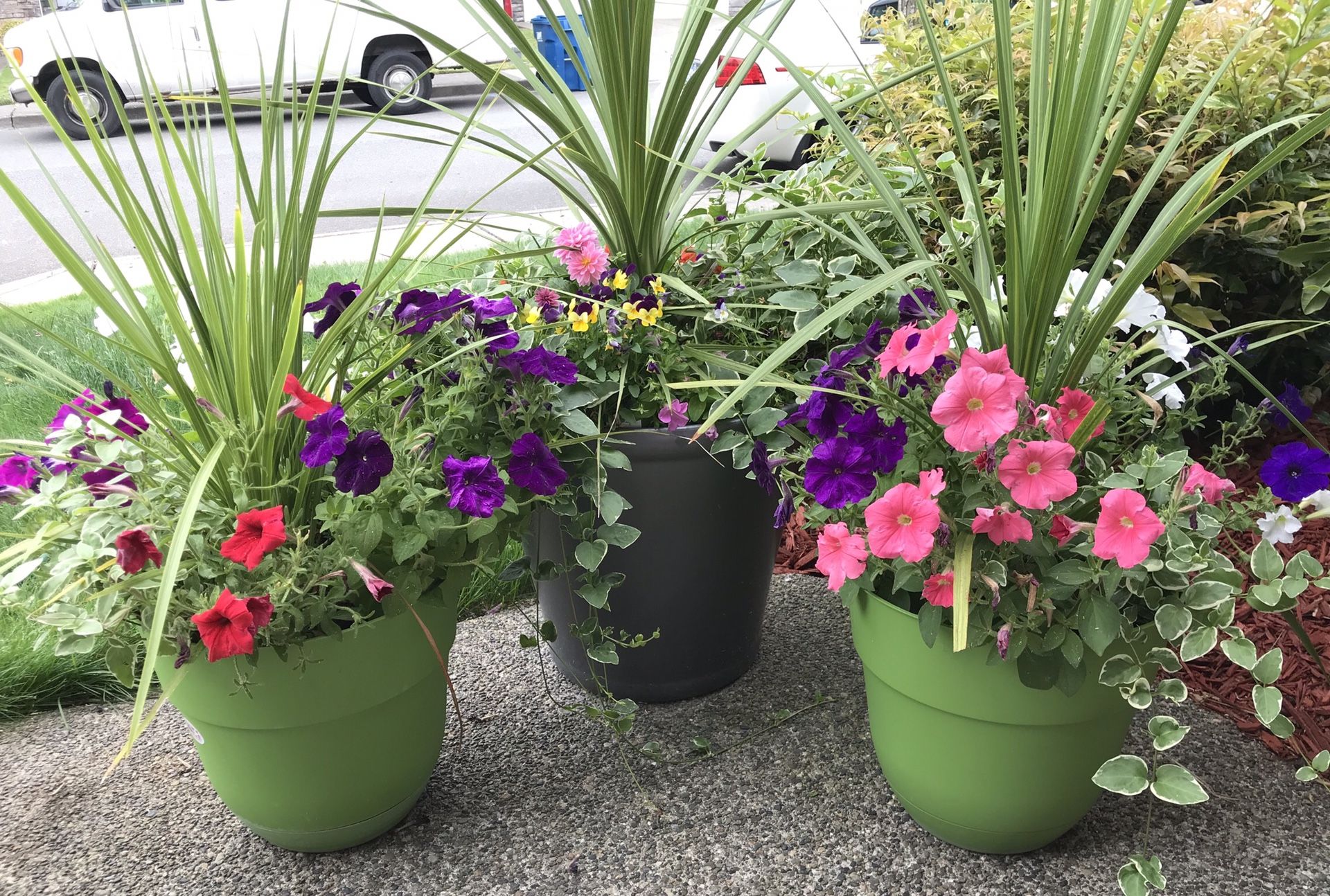 Beautiful flowers 🌺 pots