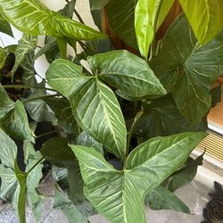 Money Plant