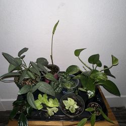 Plants Bundle - All For $40