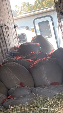 CHEAP Sheep shit Manure