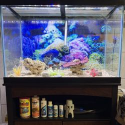 Fish tank (includes everything in the picture)