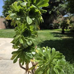 Suculent Plant 