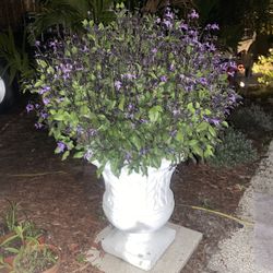 Purple Flowers In Ceramic Pot