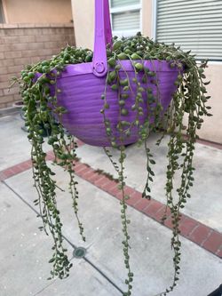 String of pearls