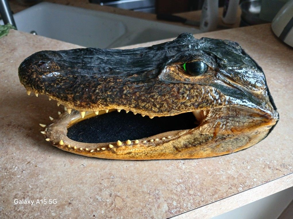 Alligator Head