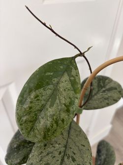 Hoya CV Elvis cutting