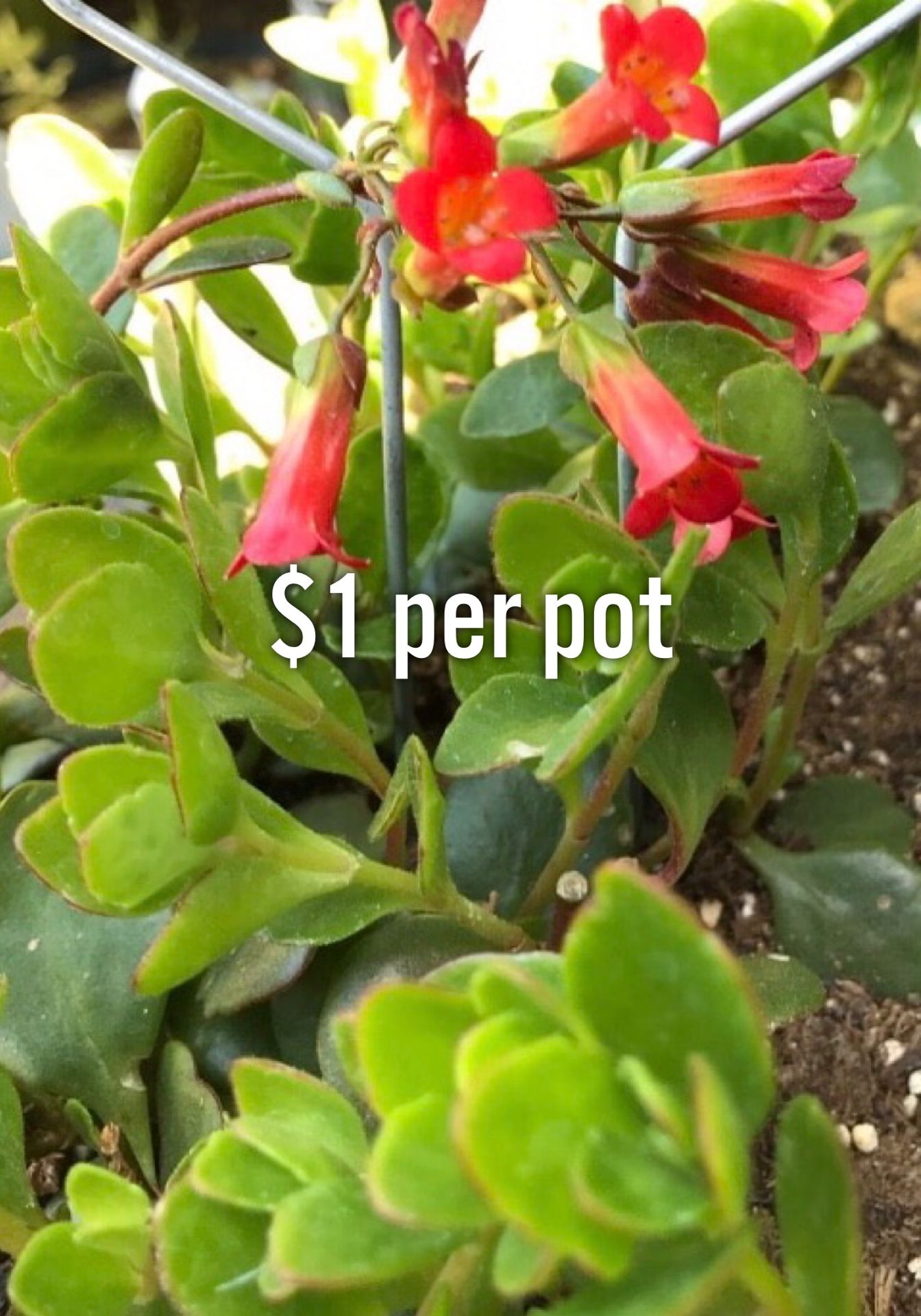 $1 Kalanchoe - Beach Bells Plants in 4” pots. Each pot is $1. SCROLL PICTURES