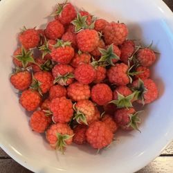 Healthy RASPBERRY plants That Bear Fruit (see Pics) 
