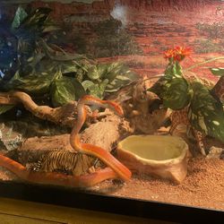 Hondorian, Milk, Snake And Fire Corn Snake $150 Each