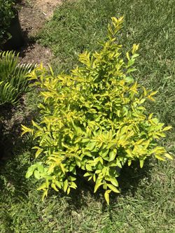 Planta (hay 6 plantas)