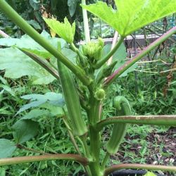 5X Okra Seedling Plants Fully Rooted Ready To Grow And Harvest