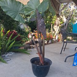 4' Red Alocasia