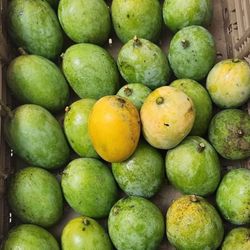 carrie mangoes 