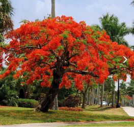 Royal poinciana small trees