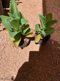 Mala Madre or Kalanchoe