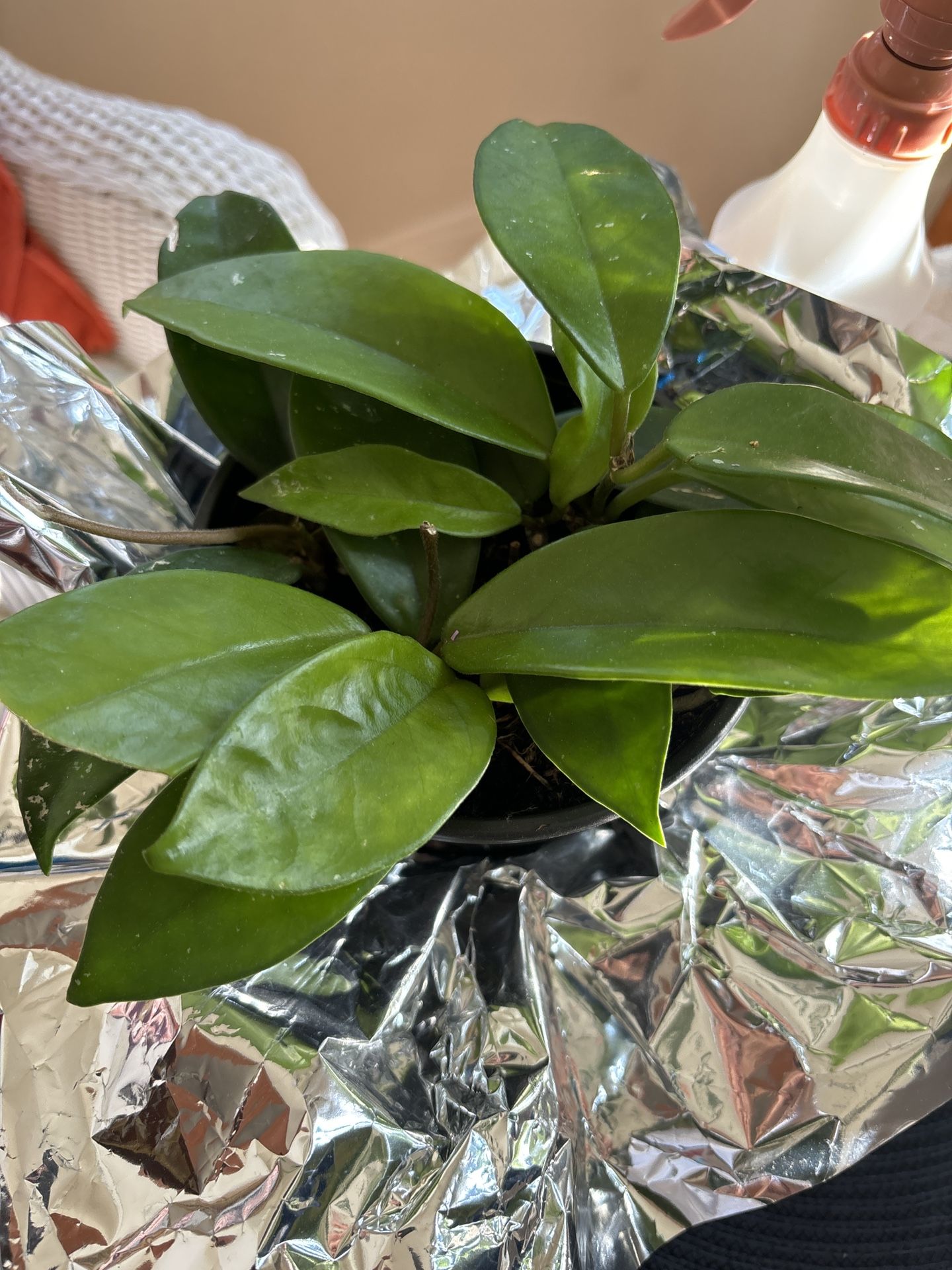 House Plant Hoya