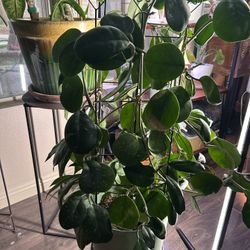 Large Hoya in Plastic Pot 