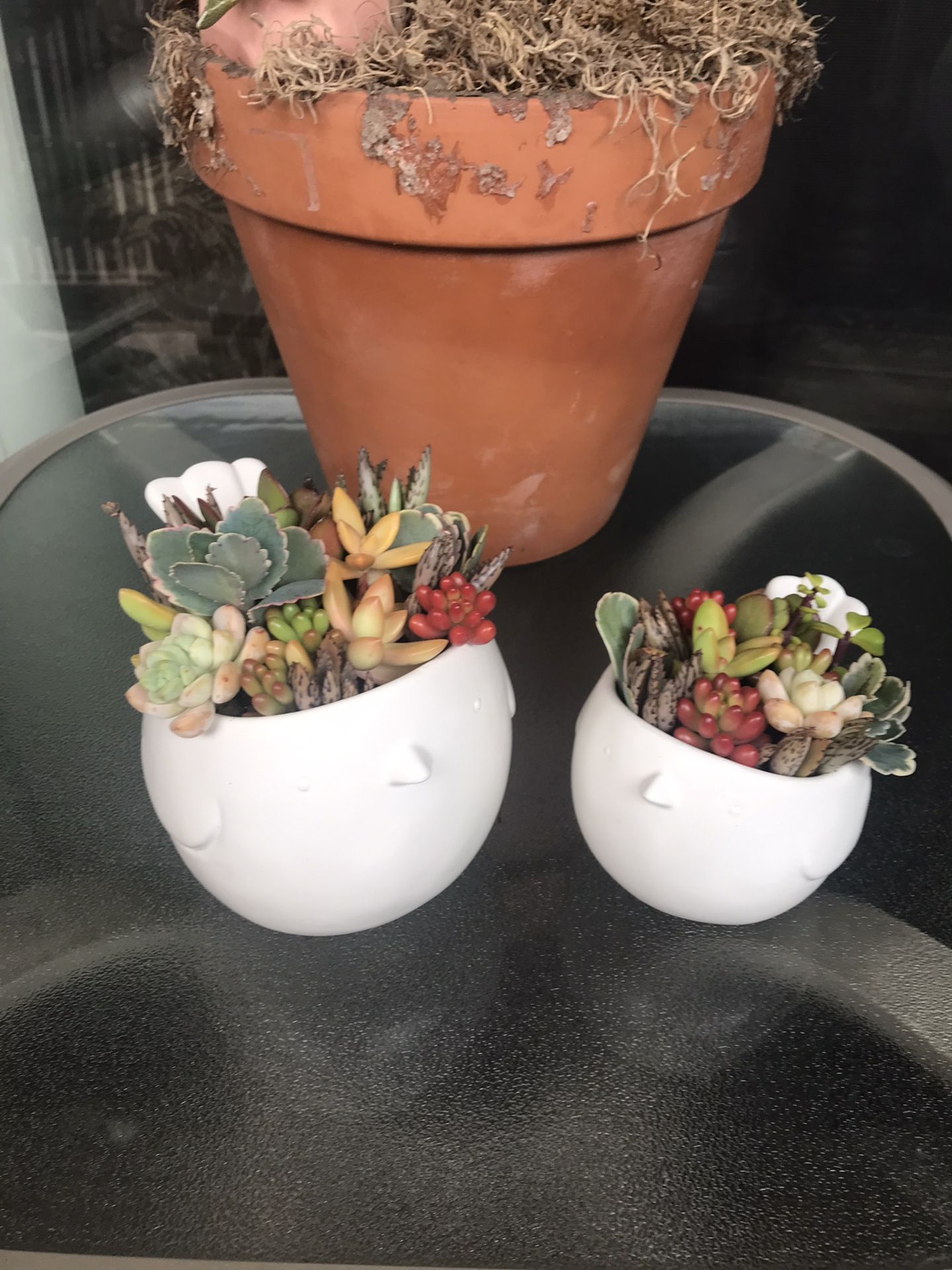 Cute Succulent Pots 