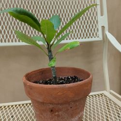 Small Pink Plumeria Plant