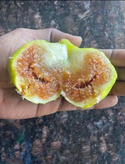 Honey Fig Clippings for Rooting