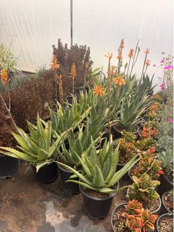 Aloe plants 5 gallons