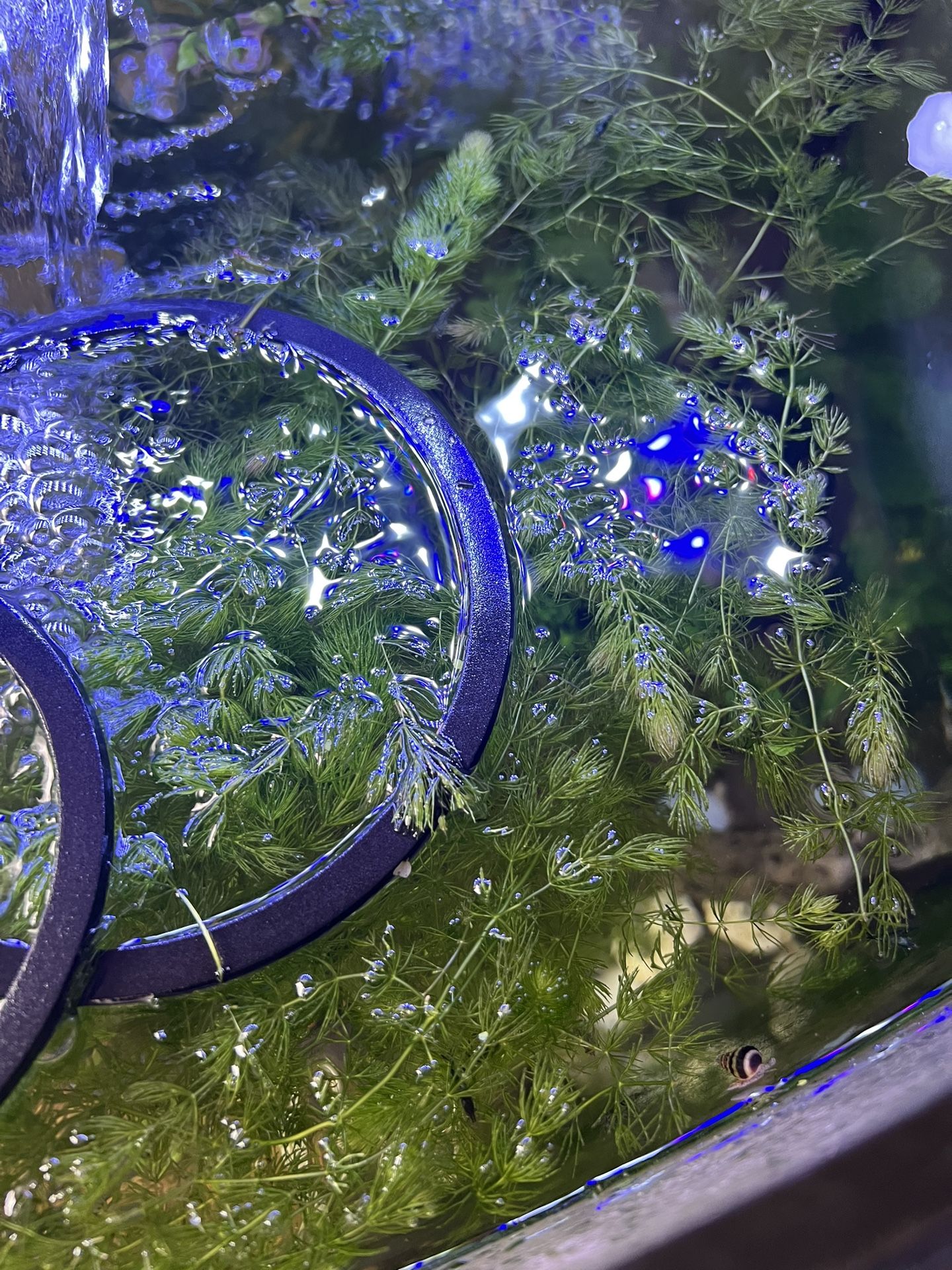 AQUARIUM PLANTS/OTHER