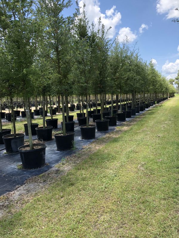 Live Oak Trees 810Ft for Sale in Clearwater, FL OfferUp