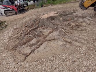 Muelo Troncos Corto Arboles