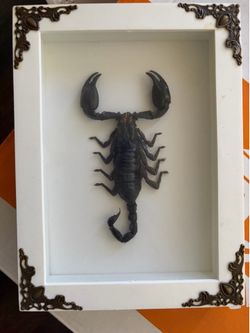Scorpion