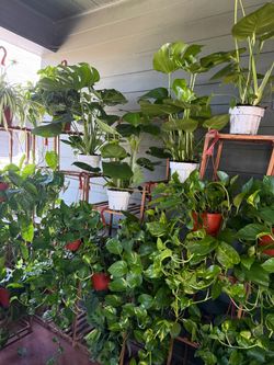 Huge Houseplants/Indoor Plants Collections for Sale