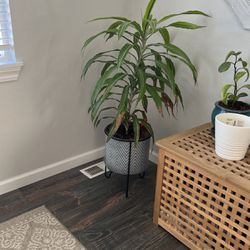 House Plant And Pot 