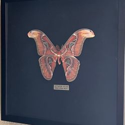 Giant Atlas Moth Framed Display Butterfly