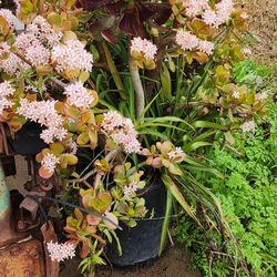 Beautiful Jade. And black rose plant.