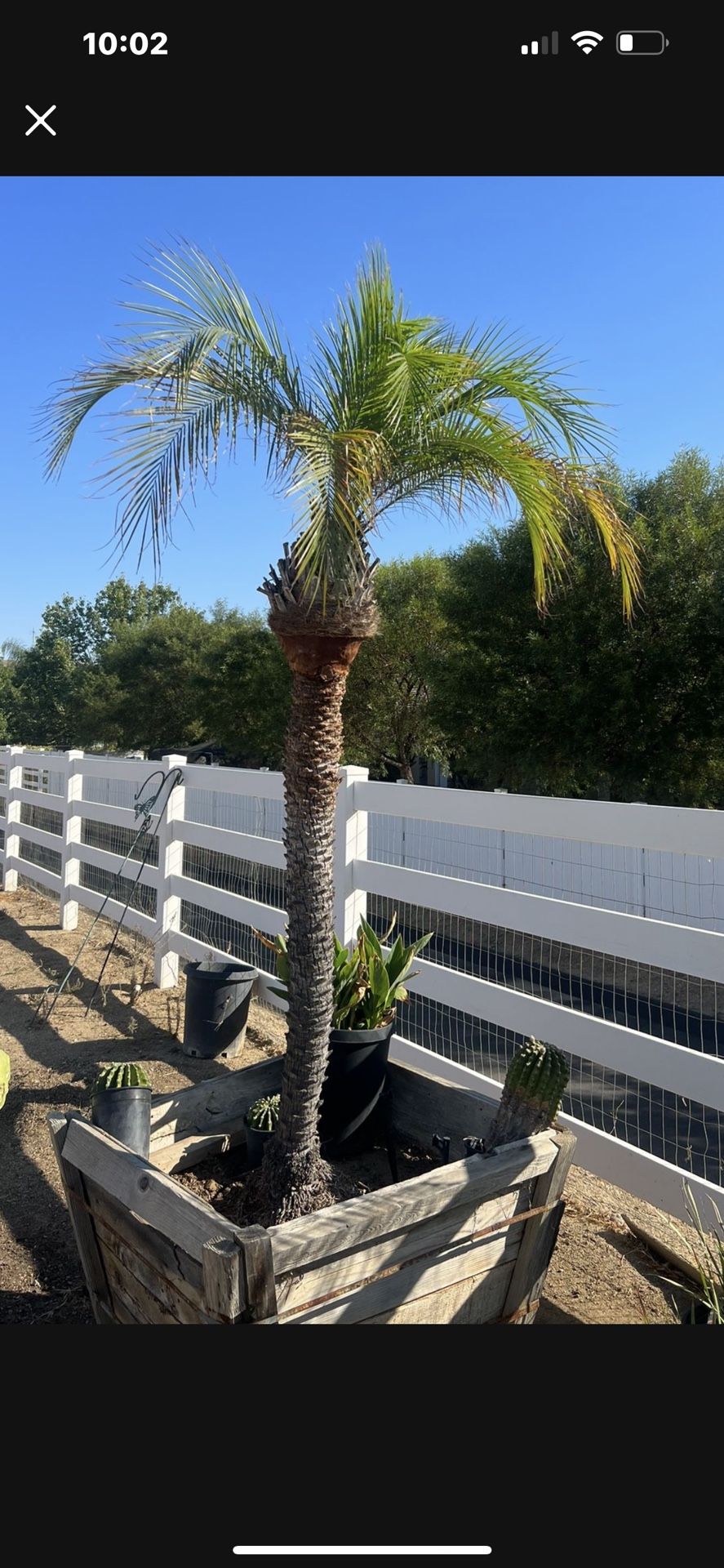 Pigmy Date Palm