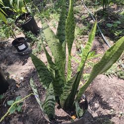 Mother Tongue Plants 3 Gallon2'ft To3 Ft Very Nice
