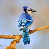 Blue Jay