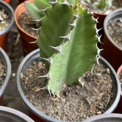 Cactus And Succulent 🪴🌵